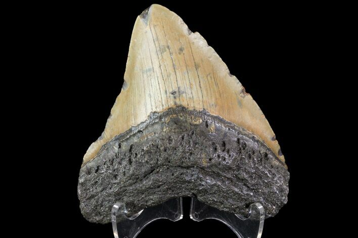 Fossil Megalodon Tooth - North Carolina #79911